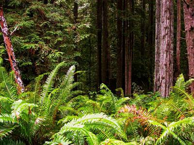 Little River's Fern Canyon, Photo by Matthew High