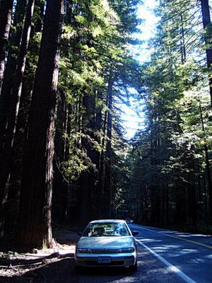 Mendocino County Redwoods, Photo by mk30