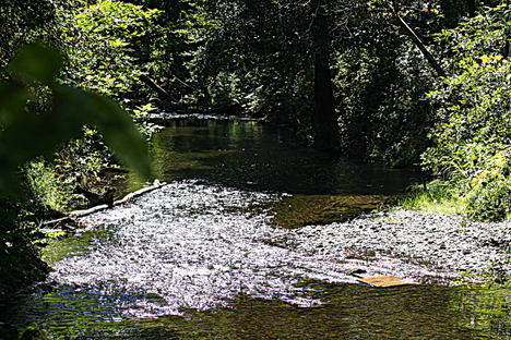 Big Chico Creek at One Mile by Wolf Rosenberg