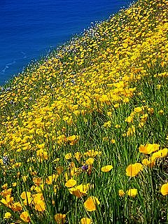 Big Sur Wildflowers © Jeff Myers; used with permission