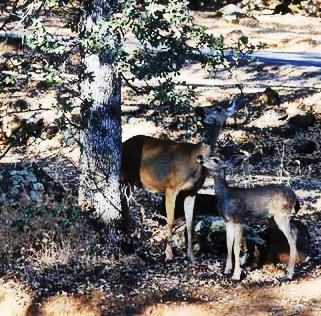 Collins Lake Deer; CC Ava Turner