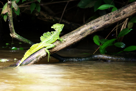 Jesus Lizard in Costa Rica; by Wolf Rosenberg