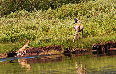 Fawn and Doe Exiting the Water after a Swim; CC Bryant Olson
