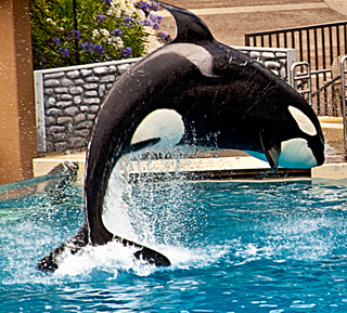 Killer Whale; CC Aaron Goodman