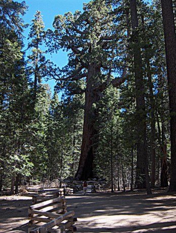 Giant Sequoias; CC Joe Shlabotnik