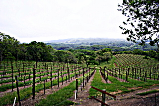 Sonoma County Vineyard; Photo by Suzi Rosenberg