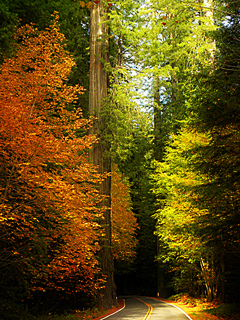Avenue of the Giants in Fall CC Philip
