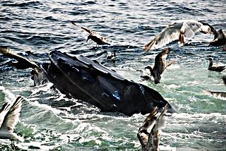 Humpback Whale & Friends