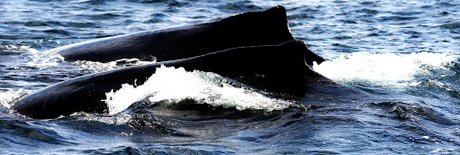 Humpback Whales CC Howard Ignatius