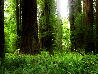 Jedediah Redwoods SP; CC Paul Hamilton