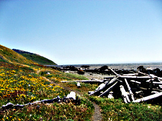 Driftwood Shelter Lost Coast CC bec