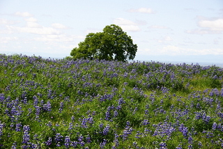 Table Mountain in Spring; by Wolf Rosenberg