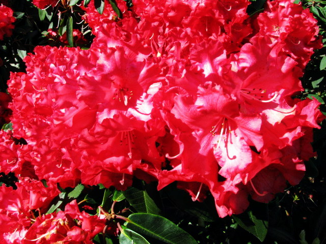 Mendo Botanical Gardens Rhododendron; Photo by Scott Chalmers