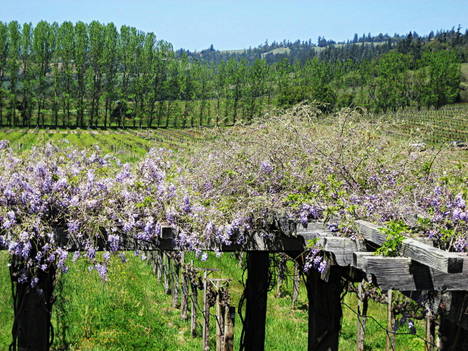 Anderson Valley by Scott Chalmers