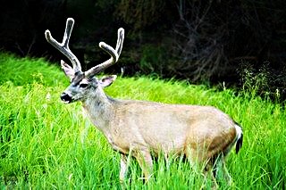 Yosemite Deer; CC James Marvin Phelps