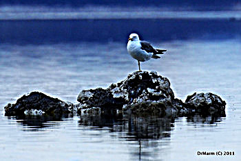 Mono Lake