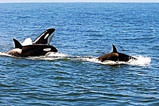 Playful Orcas; CC Erik Ogan