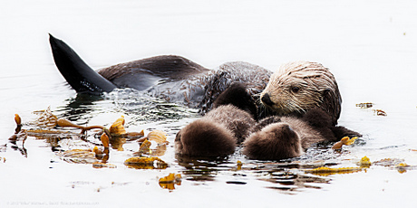 Mother Sea Otter with Twins CC Mike Baird