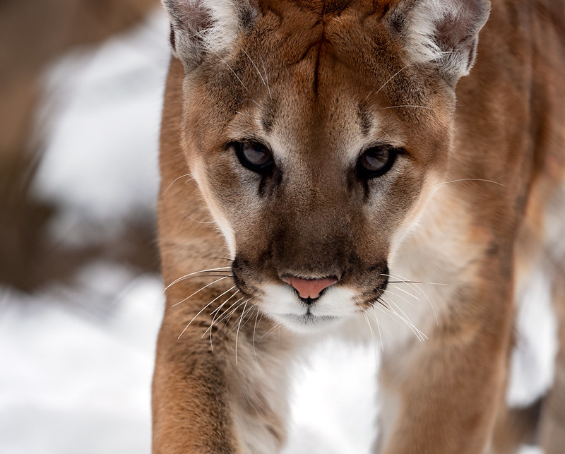 Mountain Lion by Carolyn Whitson Flickr