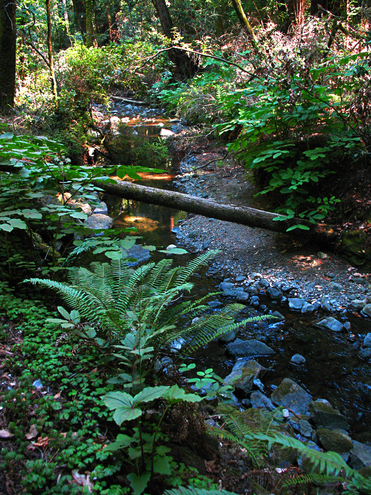 Muir Woods Creek; CC Wright Reading