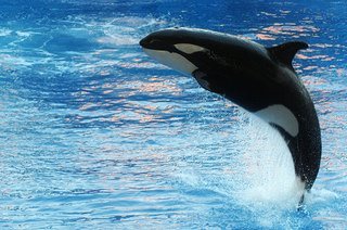 Orca Sky Hopping; CC Ed Schipul