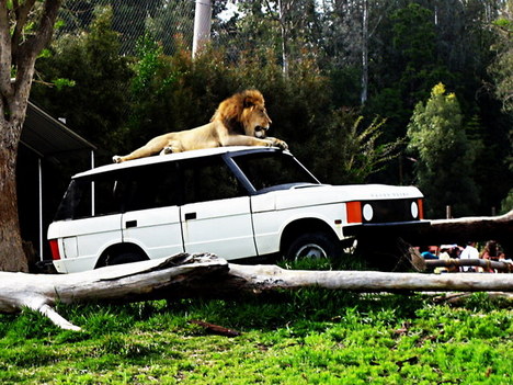 Lion Camp at San Diego Zoo Safari Park in SoCal; by Wolf Rosenberg