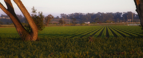 Santa Cruz Co Agriculture CC Tom Bridge