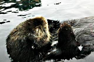 Sea Otter; © Kevin Connors