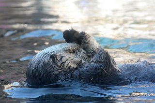 Sea Otter Washing his Face; CC Atul666