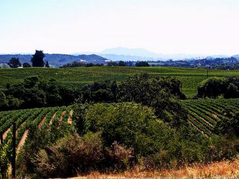 Sonoma Vineyard by Meghan Malloy