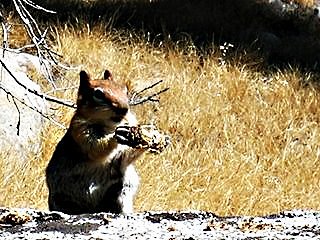 Yosemite Squirrel; CC Angela Sevin