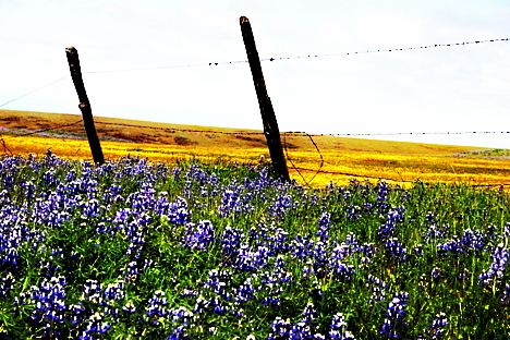 Table Mountain in Full Bloom; by Wolf Rosenberg