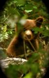 Black bear cub @ Hetch Hetchy (Bob Ennis)