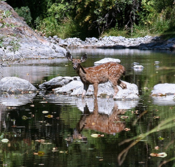 Mule Deer Fawn Crossing a Creek in Trinity Co; CC Gary Robertson