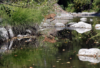 Fawn Leaping a Creek; CC Gary Robertson