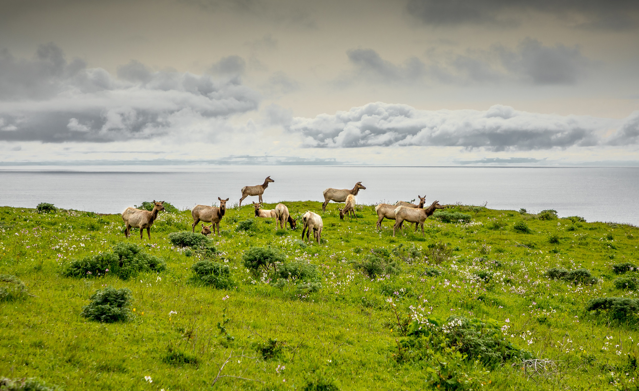 Tule Elk Herd Point Reyes cc Rick Derevan