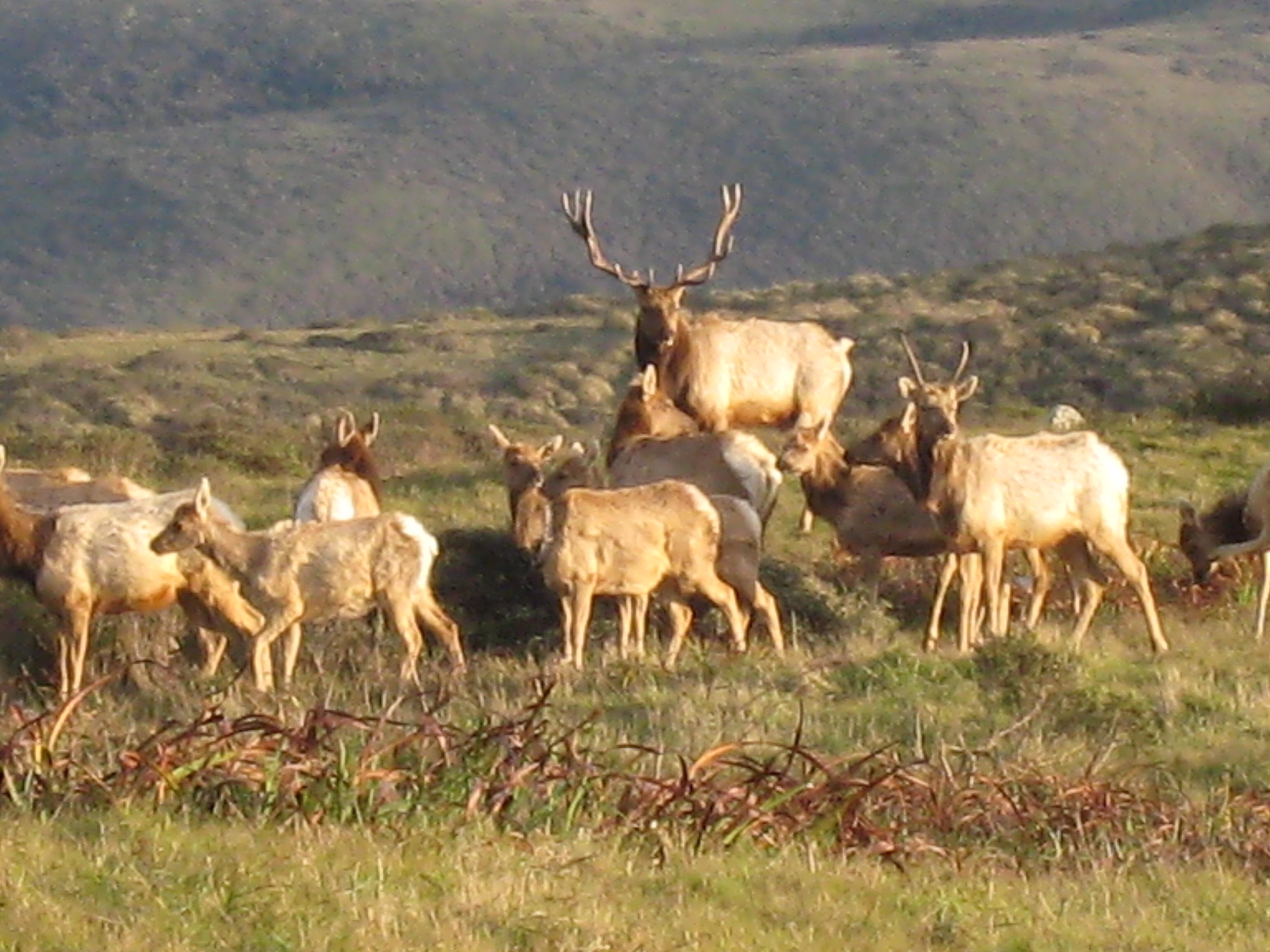 Marin County Tule Elk CC Michael Peck