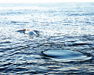 Whale and Whale Footprint CC Stacina