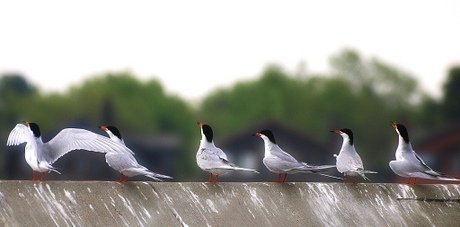 Forster Terns at Crown Beach in Alameda CC Ingrid Taylar