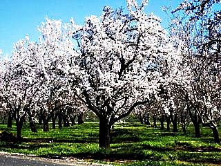 Almonds in Bloom by Suzi Rosenberg