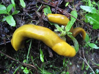 Banana Slugs; Photo by Andy Goryachev PD Wikipedia