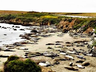 Elephant Seal Beach; © Elin Beckmann