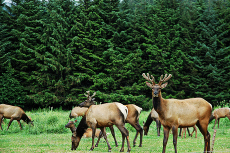 CA Roosevelt Elk Herd; CC Wanderlane