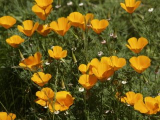 California Poppys by Suzi Rosenberg