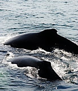 Humpbacks close-up; CC Adam and Tess