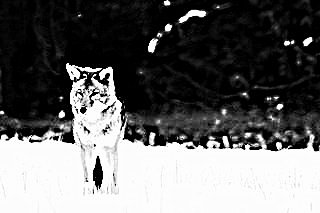 Closeup of a Coyote; CC Sara Atkins