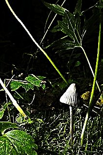 Forest Mushroom; Photographer Unknown