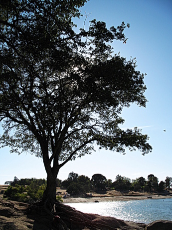 Millerton Lake near Fresno; CC Don Solo