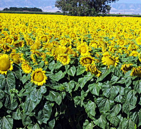 Glenn County Sunflower Field by Suzi Rosenberg