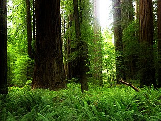 Jedediah Redwoods SP; CC Paul Hamilton